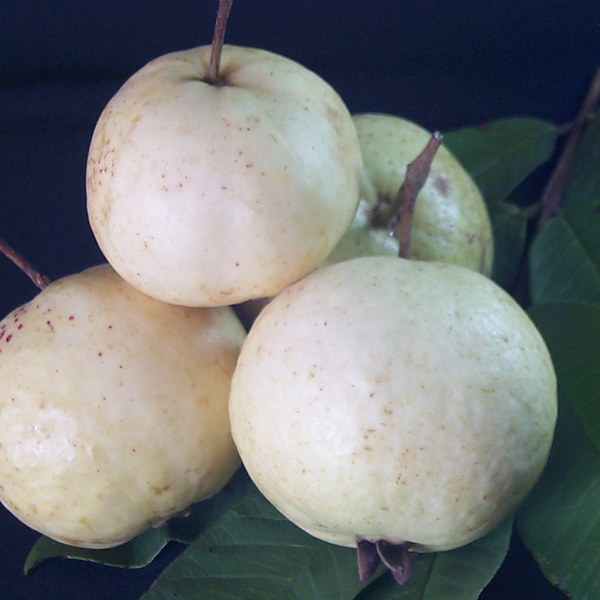 Guava 