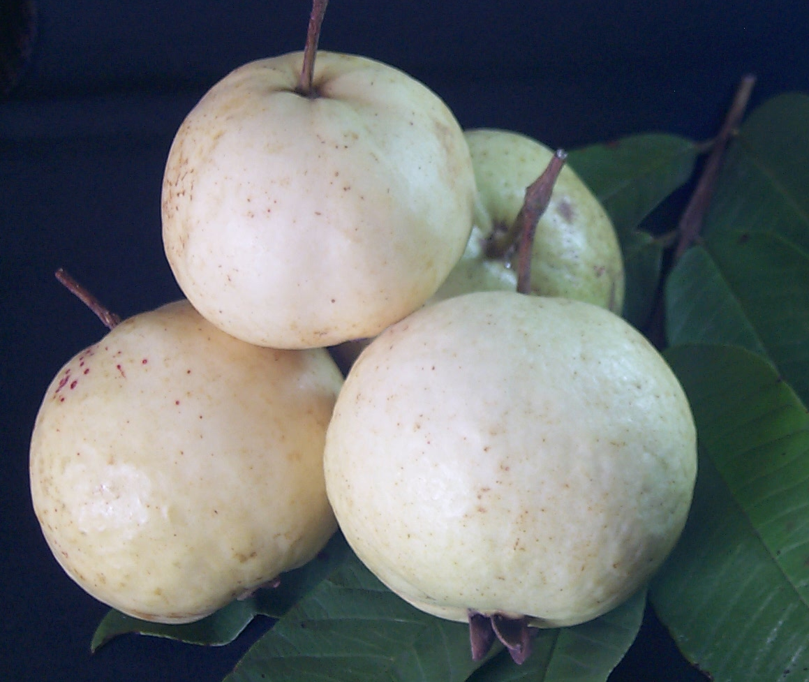 Guava " Swetha  " Exotic 40 Fruit Seeds