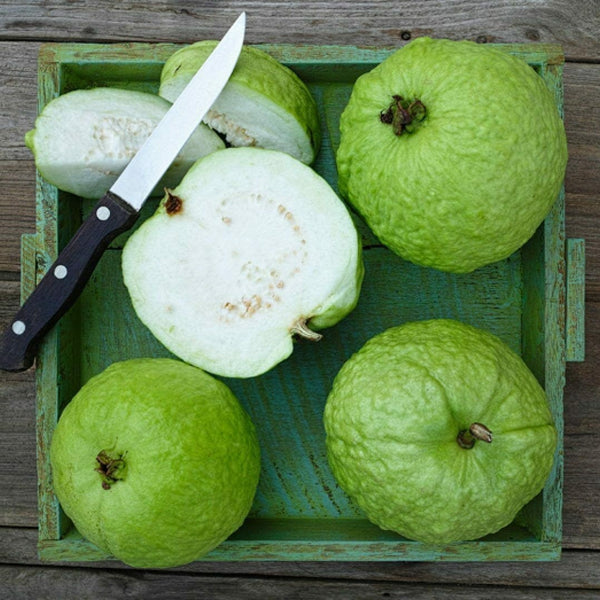 Guava 