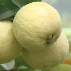 Guava 