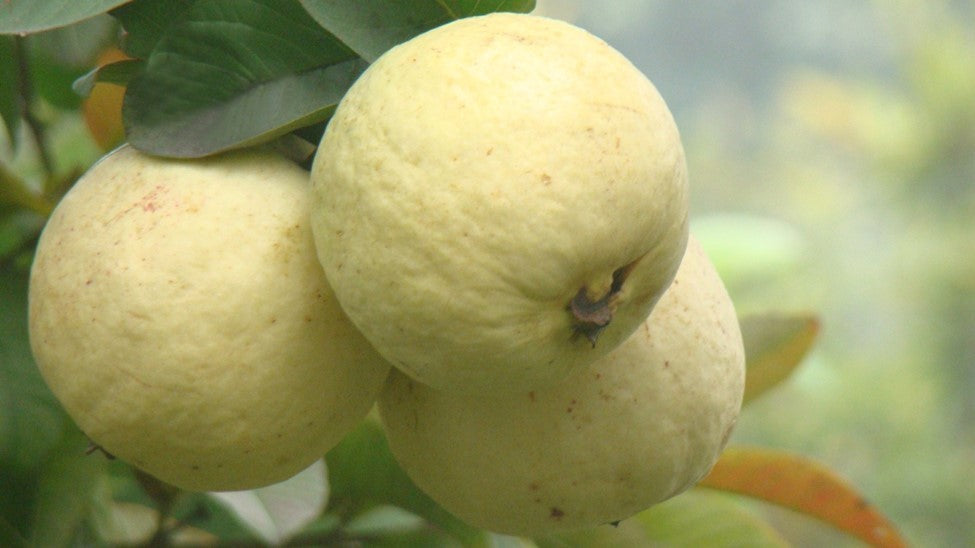 Guava " Punjab Safeda  " Exotic 40 Fruit Seeds