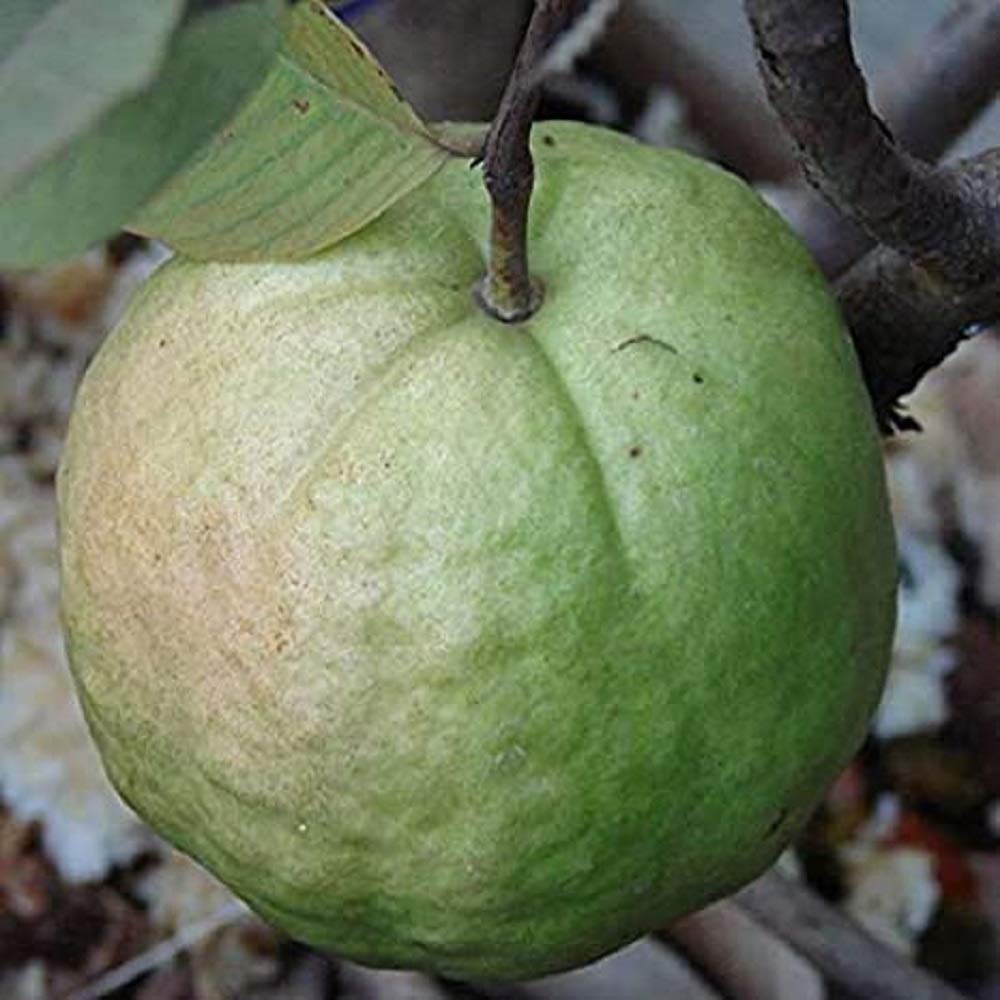 Guava " Kilo Guava  " Exotic 40 Fruit Seeds