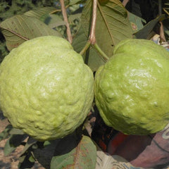 Guava 