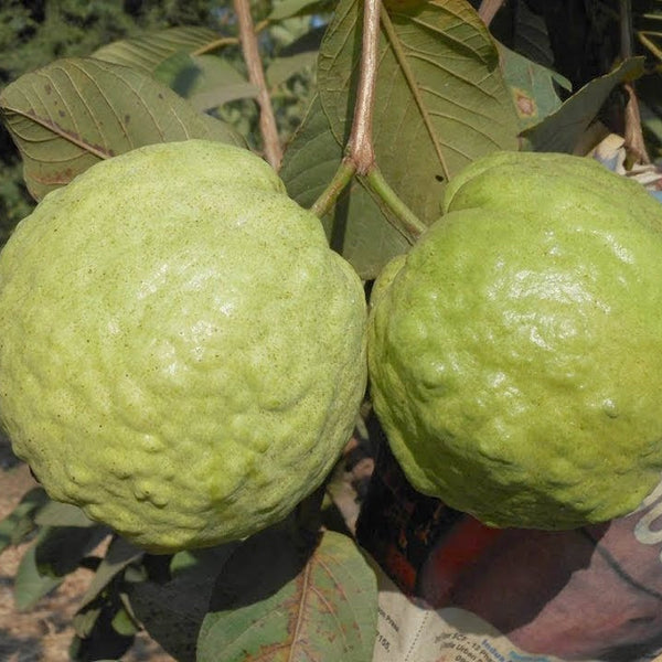 Guava 