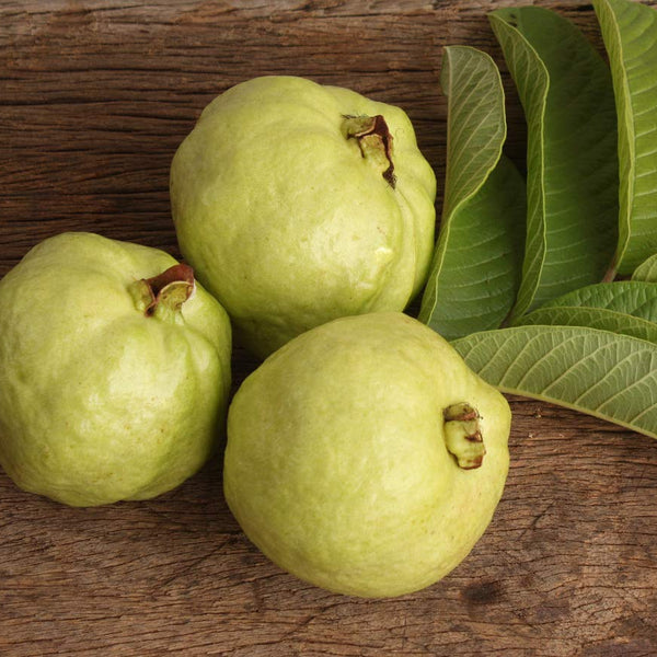 Guava 