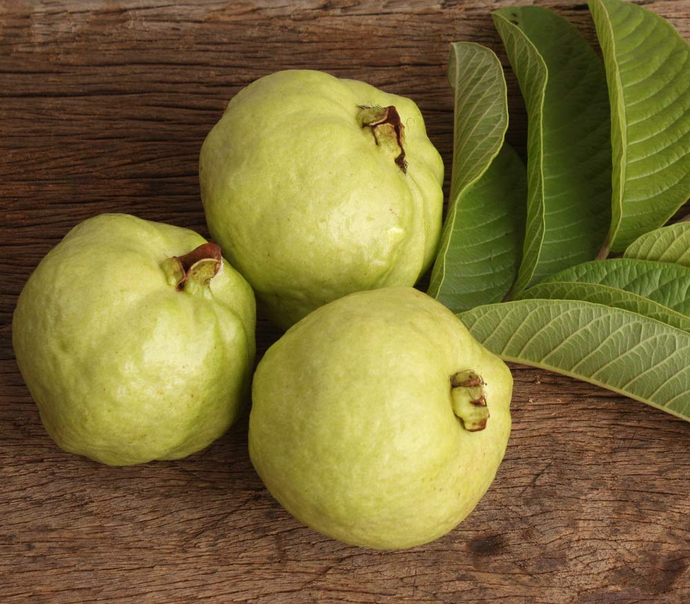 Guava " Lucknow 49  " Exotic 40 Fruit Seeds