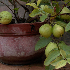 Guava 