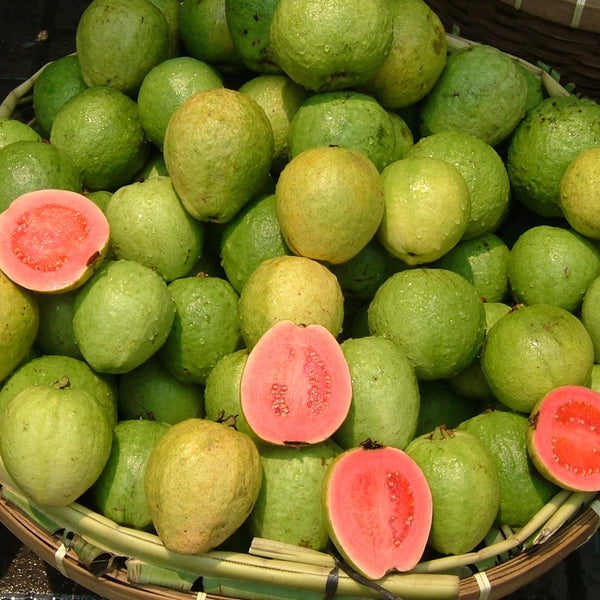 Guava 