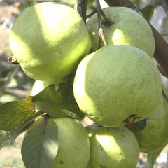 Guava 