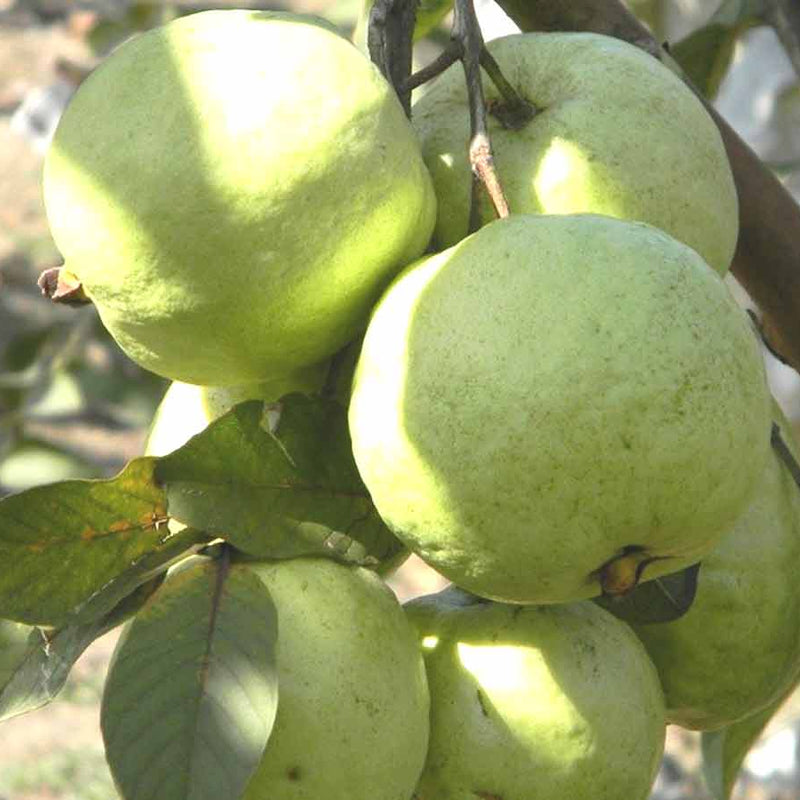 Guava 
