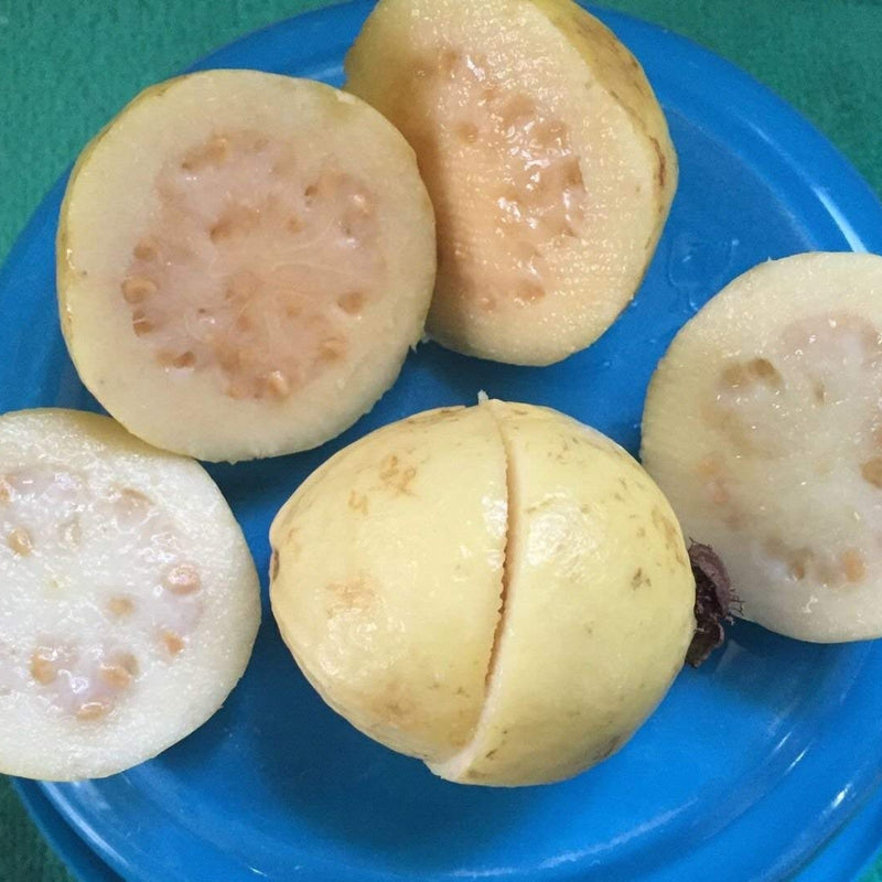 Guava 