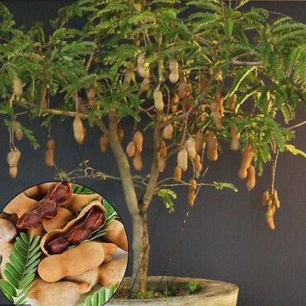 Tamarind 