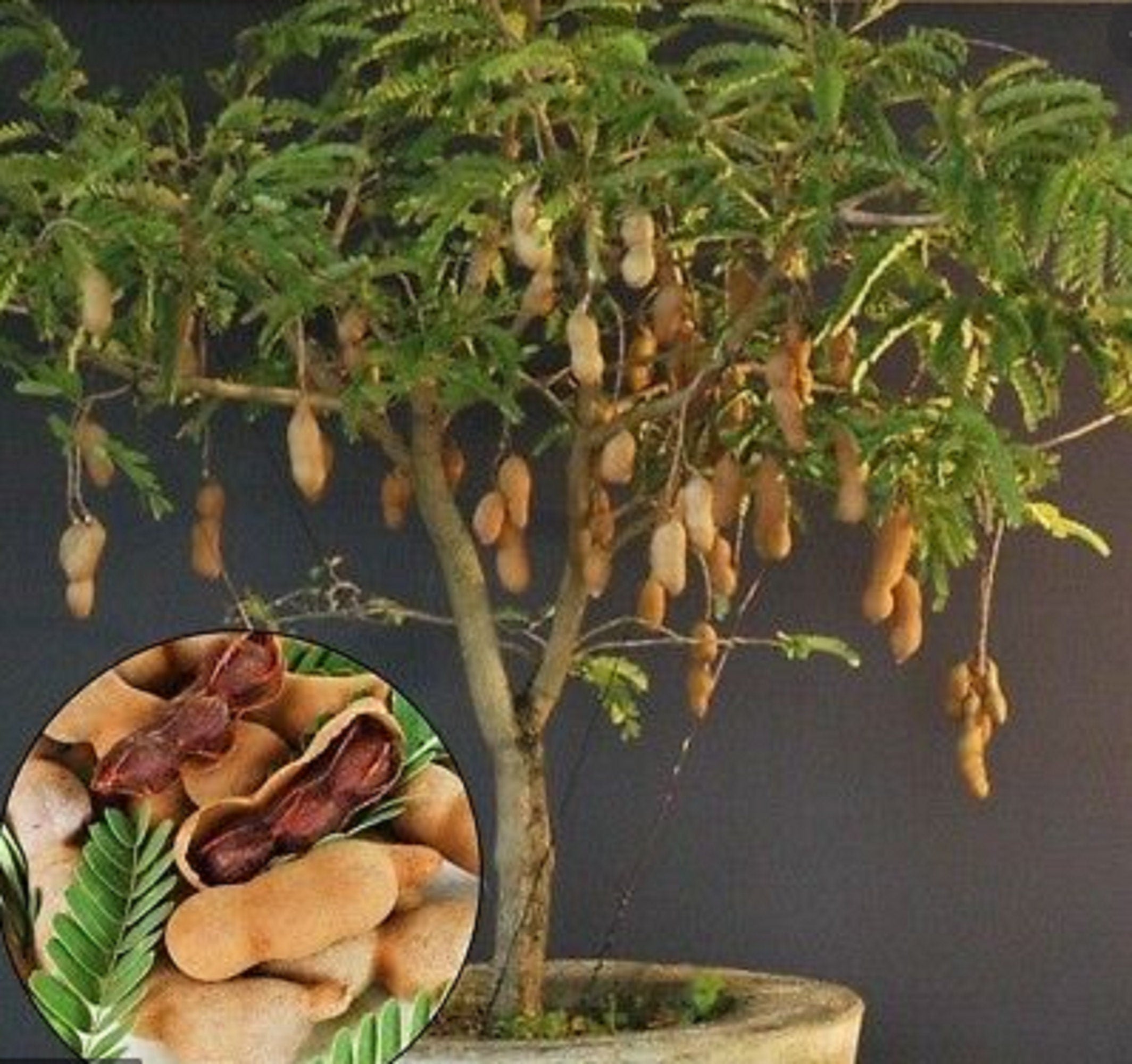 Tamarind " Dwarf  " Exotic 10 Fruit Seeds