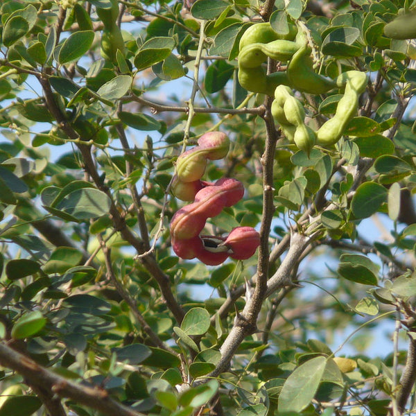 Tamarind 