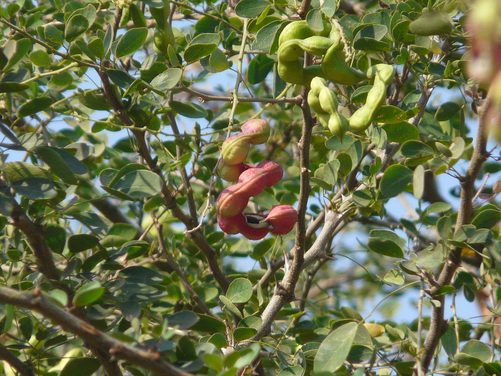 Tamarind " Manila Tamarind  " Exotic 10 Fruit Seeds