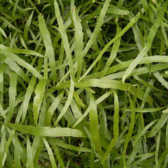 Pazhuthara Chedi ( Homalocladium platycladum ) Medicinal Plant