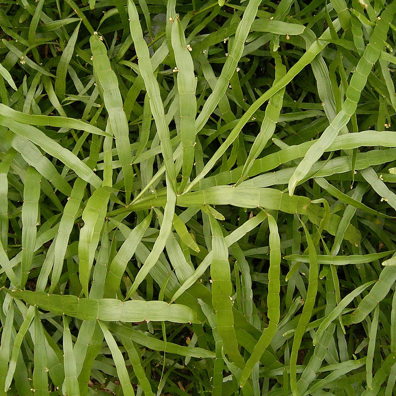 Pazhuthara Chedi ( Homalocladium platycladum ) Medicinal Plant