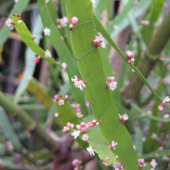 Pazhuthara Chedi ( Homalocladium platycladum ) Medicinal Plant