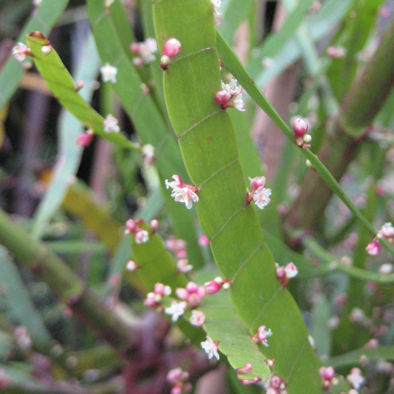 Pazhuthara Chedi ( Homalocladium platycladum ) Medicinal Plant