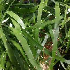 Pazhuthara Chedi ( Homalocladium platycladum ) Medicinal Plant