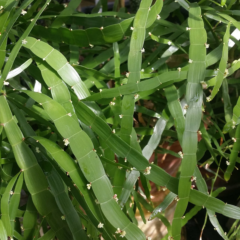 Pazhuthara Chedi ( Homalocladium platycladum ) Medicinal Plant
