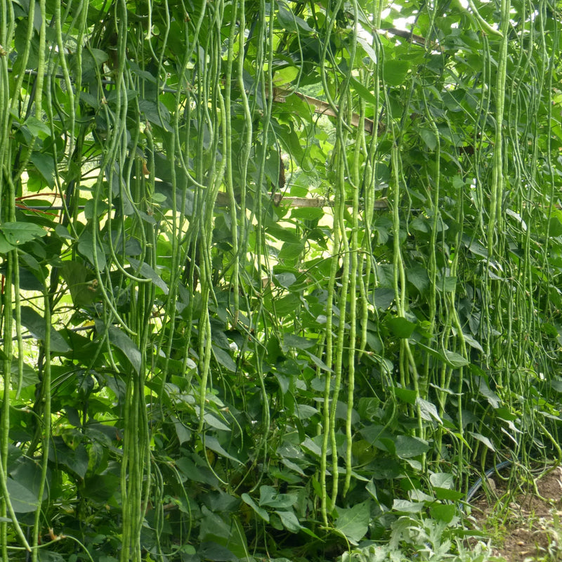 Yard Long Bean 