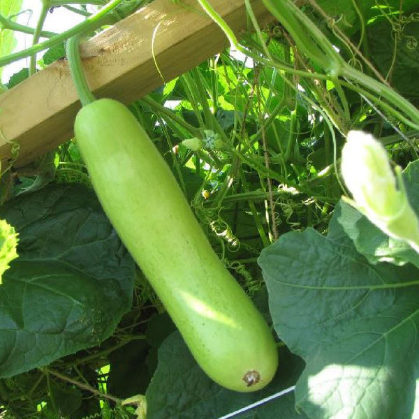 Bottlegourd 