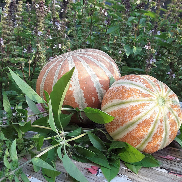 Muskmelon 