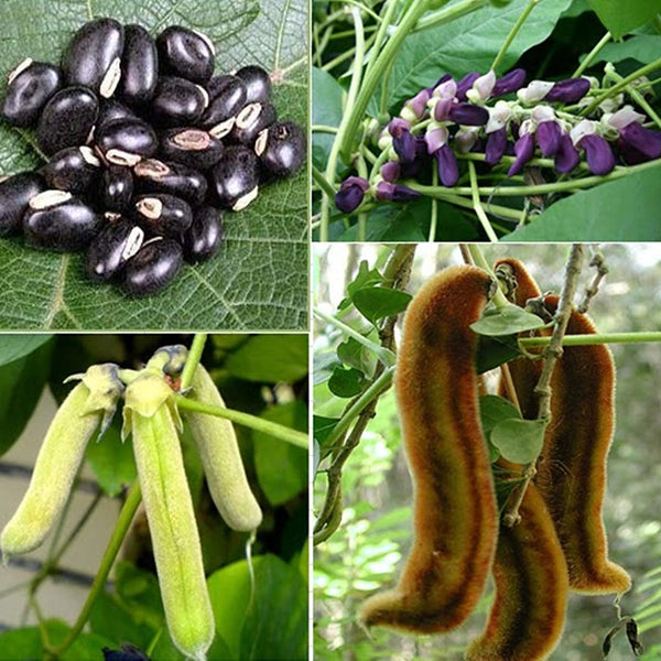 Mucuna 
