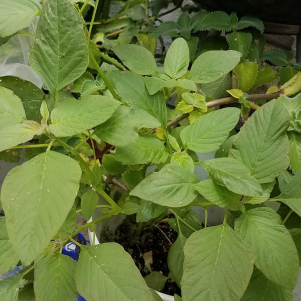Green Amaranthus 