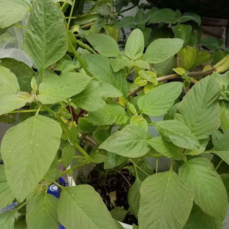 Green Amaranthus 