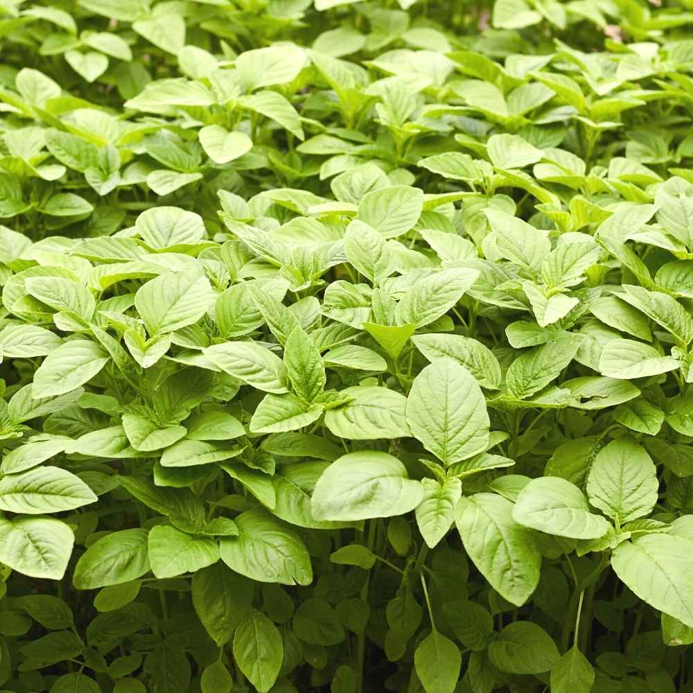 Green Amaranthus " Arka Samraksha  " Exotic 100 Vegetable Seeds