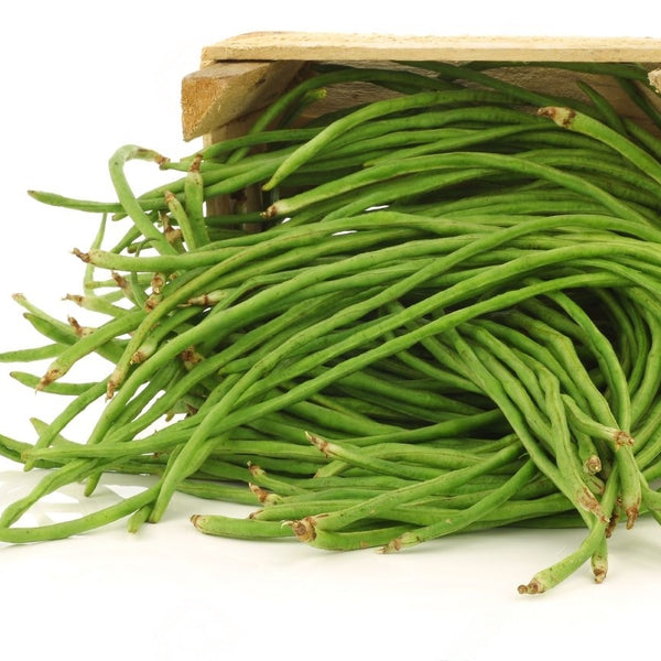 Cowpea 