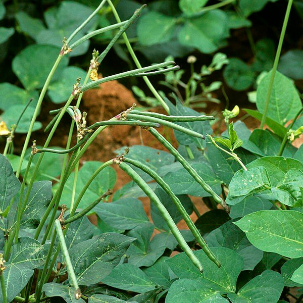 Cowpea 