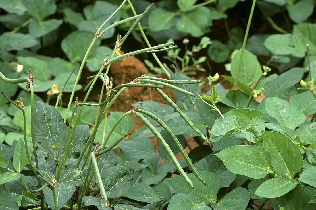 Cowpea " Anaswara  " Exotic 20 Vegetable Seeds