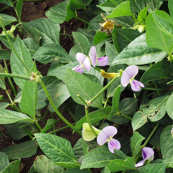 Cowpea 