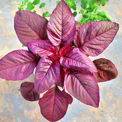 Red Amaranthus 