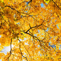 Maple 