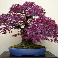 Maple 