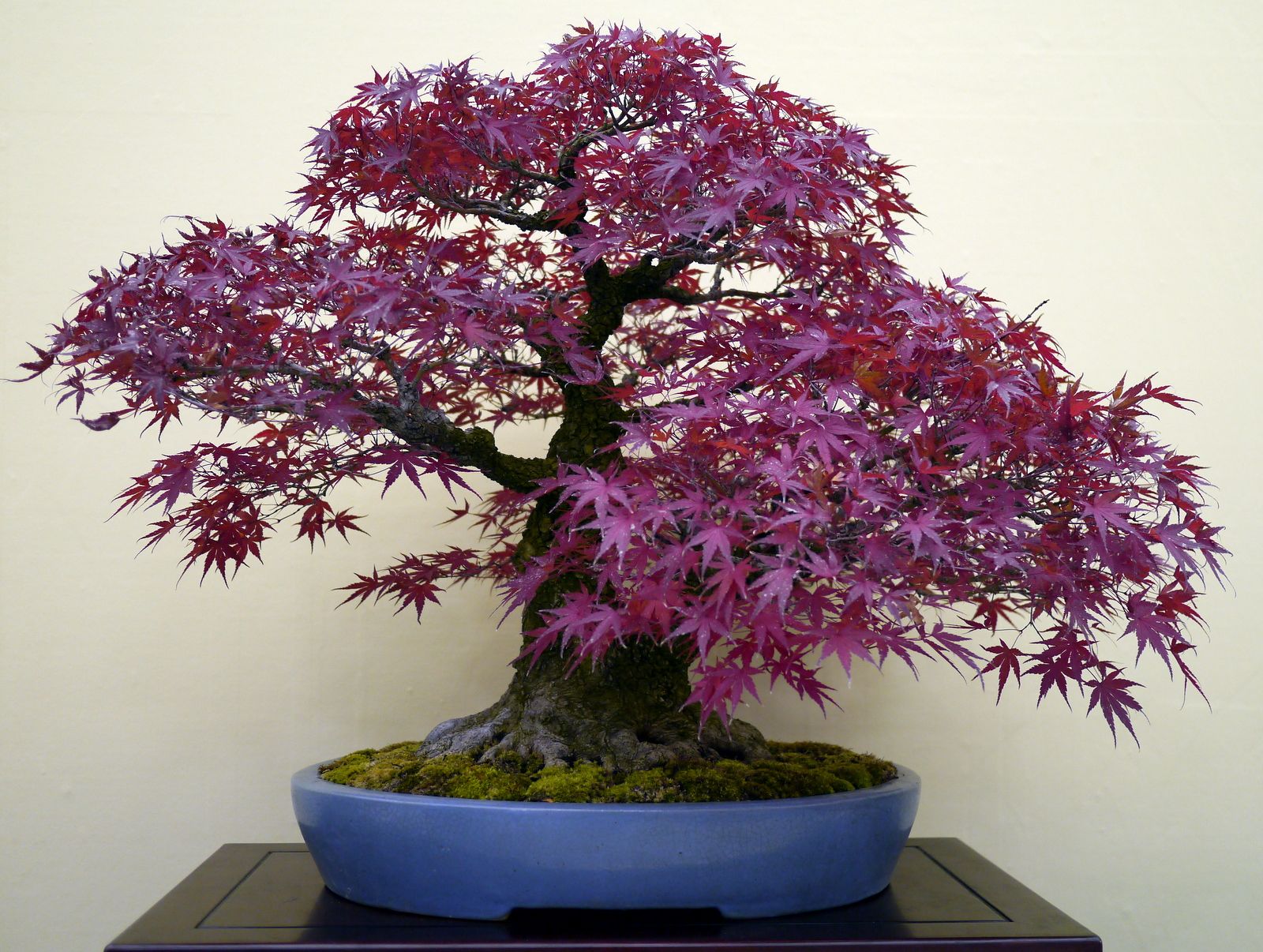 Maple " Purple Maple  " Exotic 10 Tree Seeds