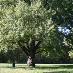 Maple 