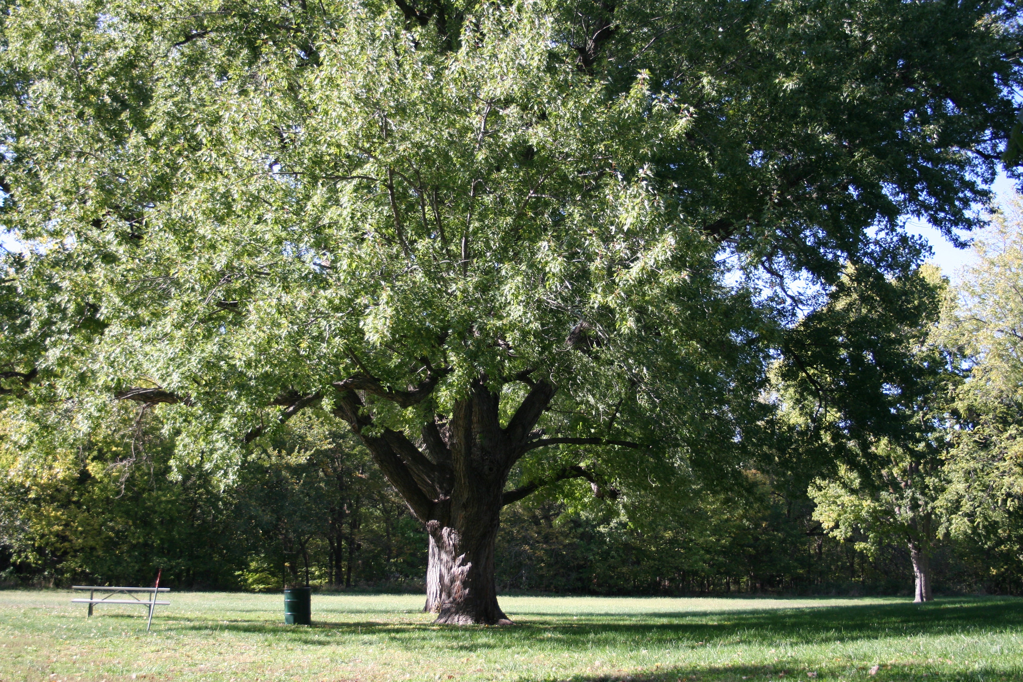 Maple " Silver Maple  " Exotic 10 Tree Seeds