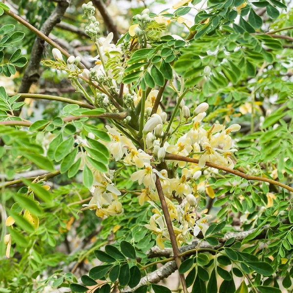 Drumstick Moringa 