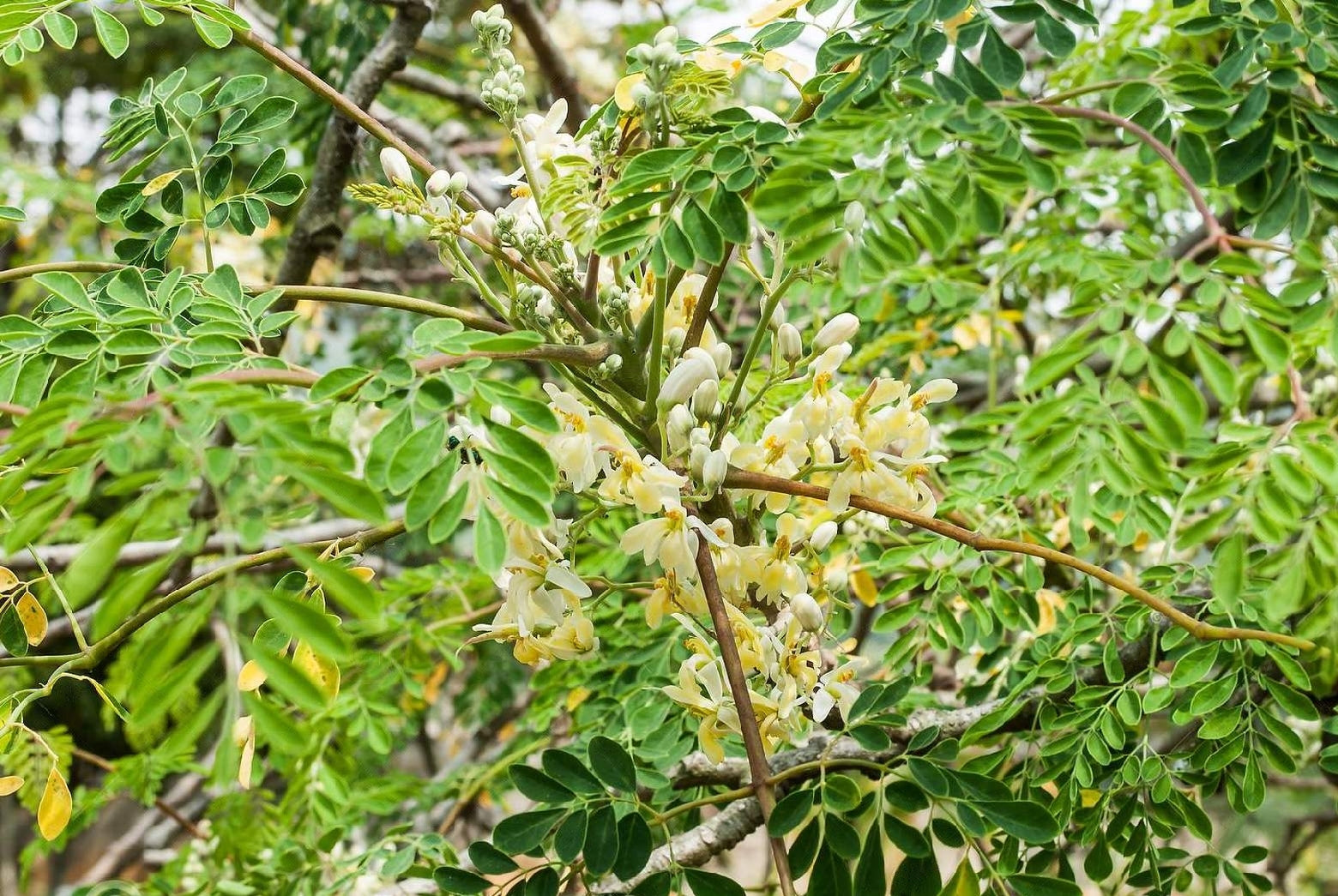 Drumstick Moringa " Rohit 1  " Exotic 20 Vegetable Seeds