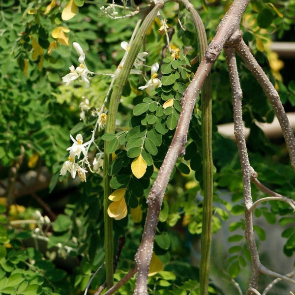Drumstick Moringa 