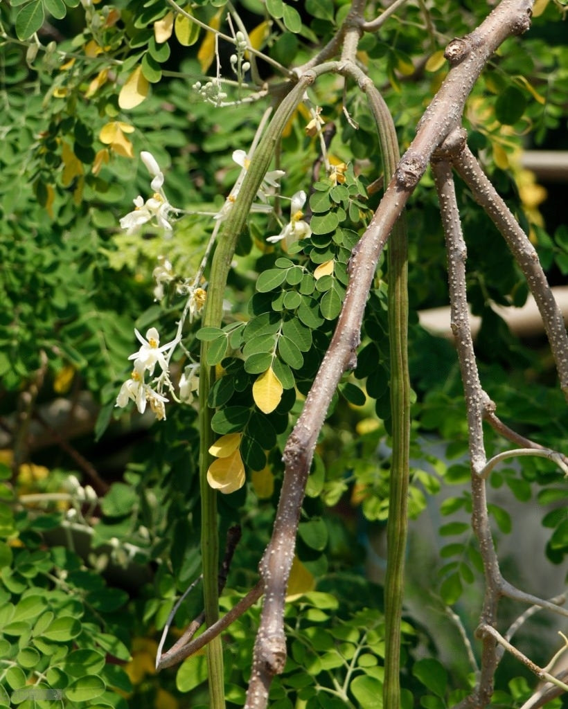 Drumstick Moringa " Co - 2  " Exotic 20 Vegetable Seeds