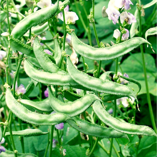 Dolichos Bean 