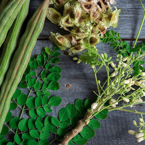Drumstick Moringa 