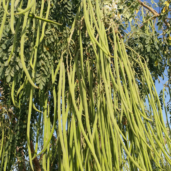 Drumstick Moringa 
