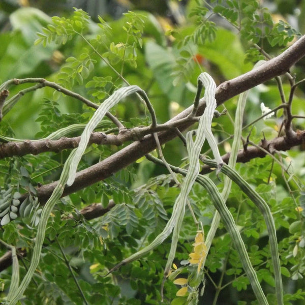 Drumstick Moringa 